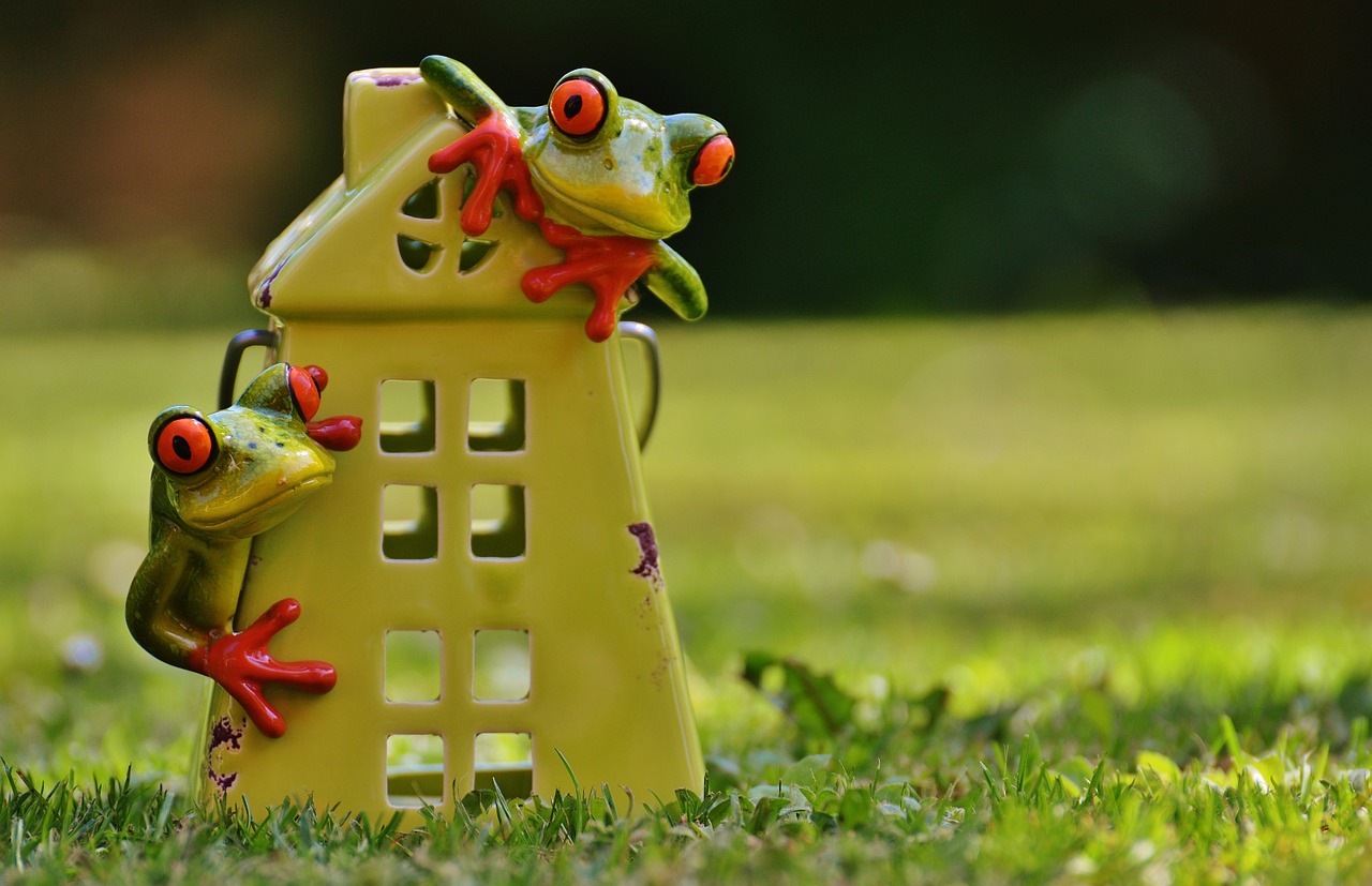 frogs home funny free photo