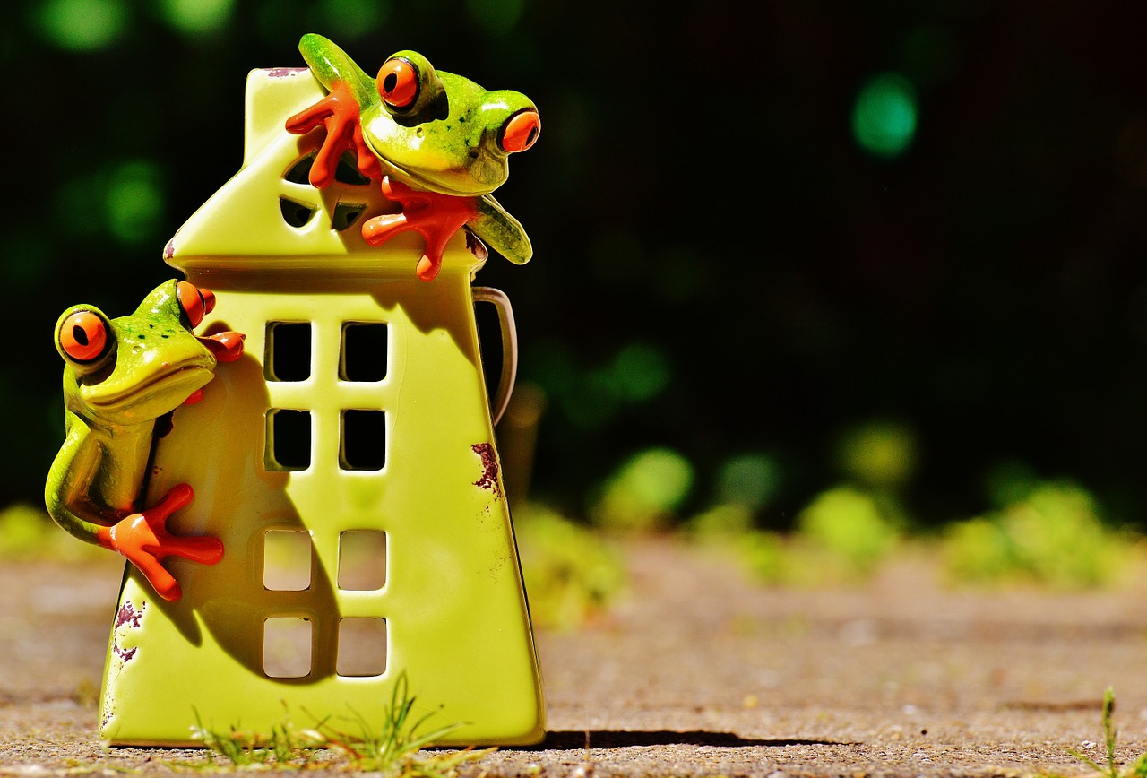 frogs home funny free photo