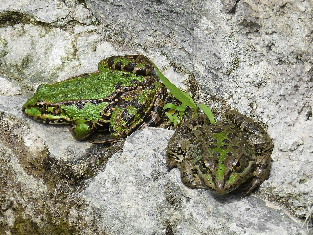 frogs batrachian couple free photo