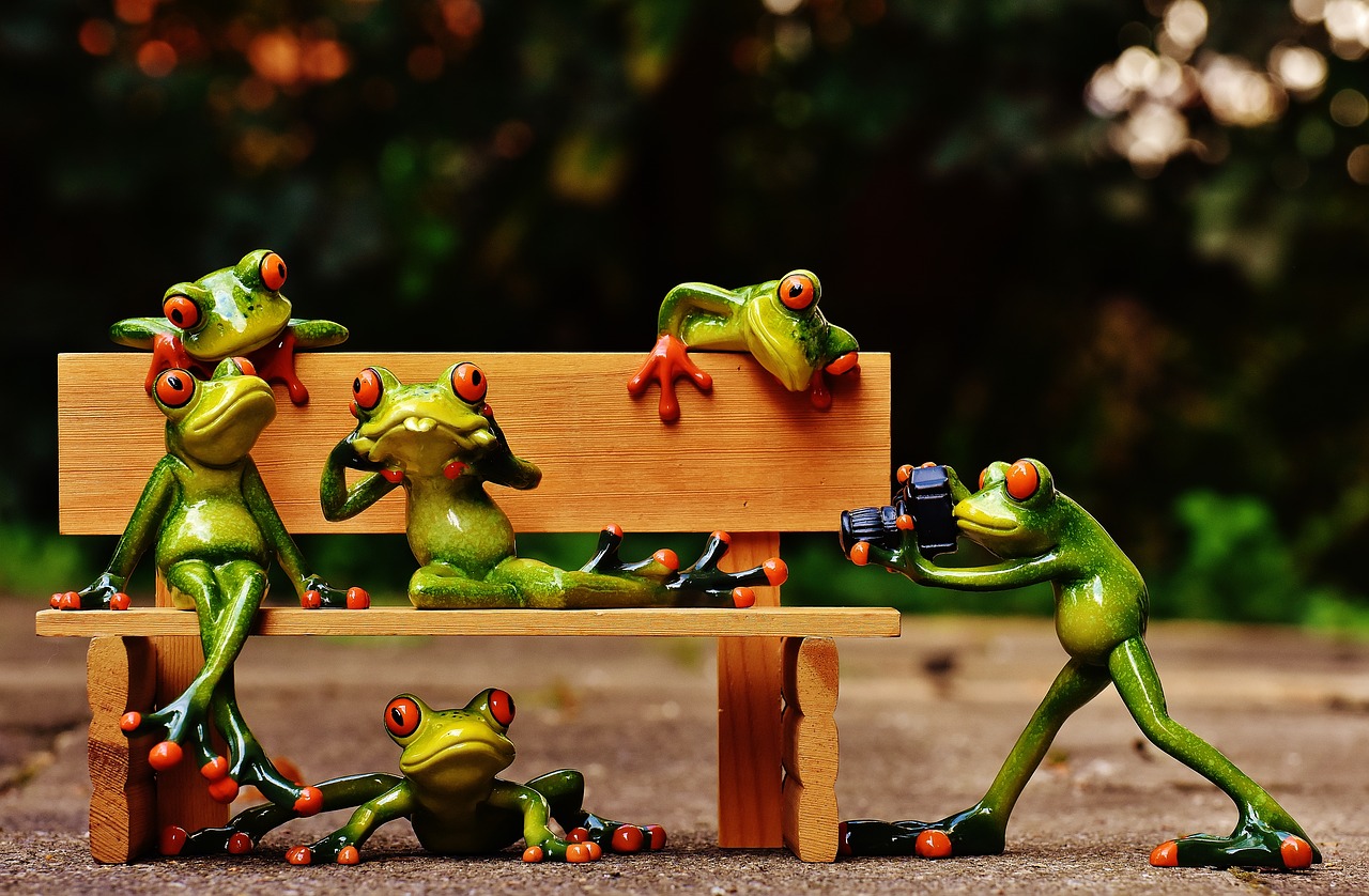 frogs photographer sociable free photo