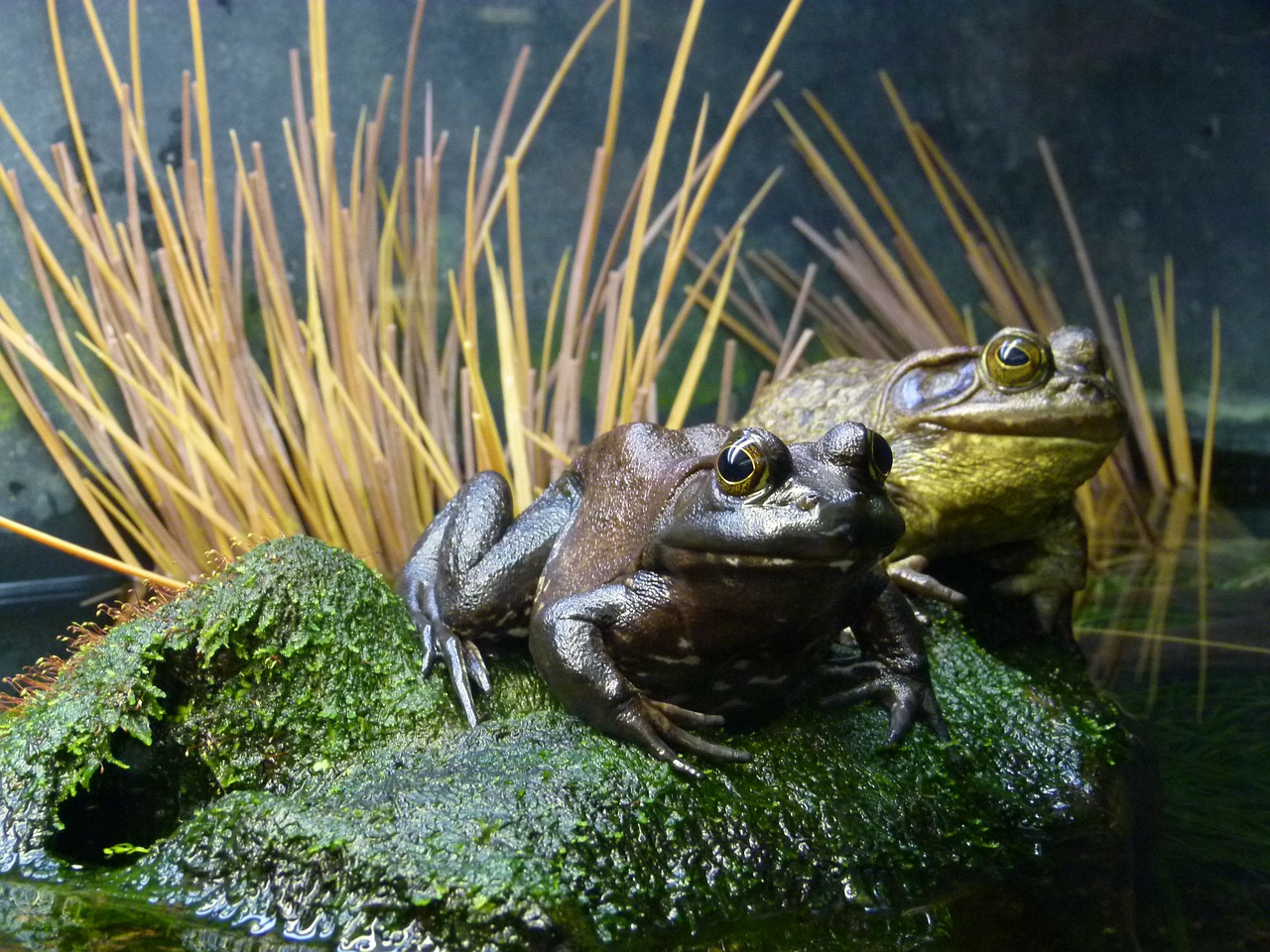 frogs amphibian animal free photo