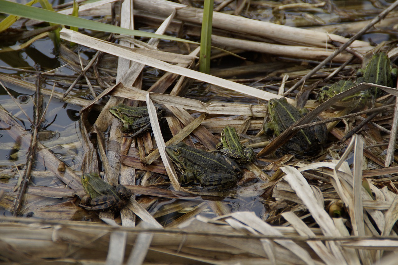 frogs pond lake free photo