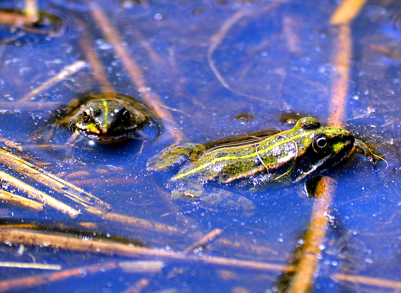 frogs water water creature free photo