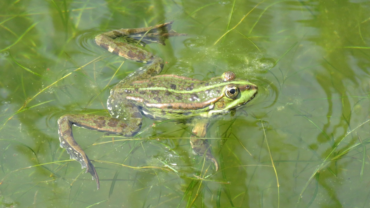 frogs frog amphibian free photo