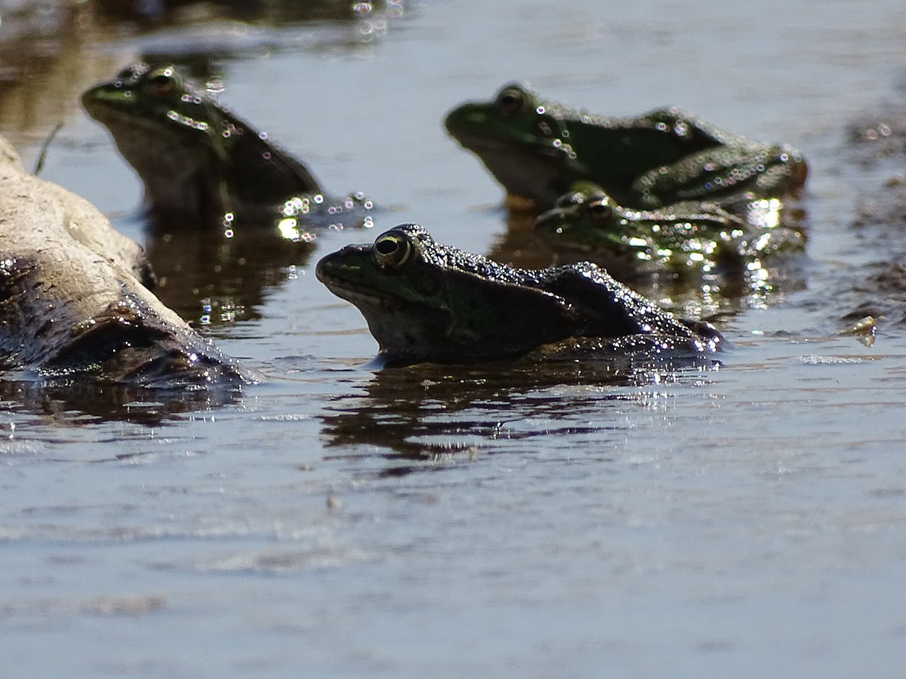 frogs frogs in water frogs on the beach free photo