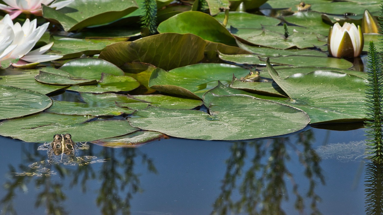 frogs  pond  water lily free photo
