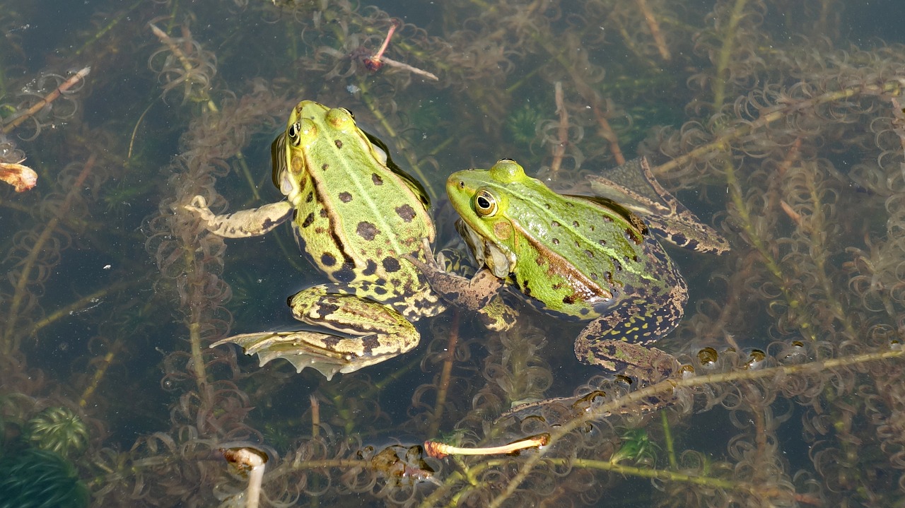 frogs  propagation  mate free photo