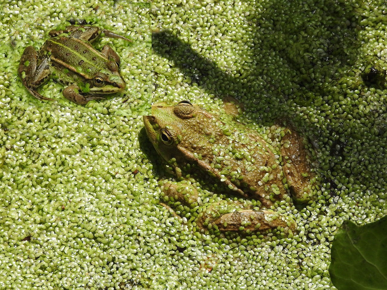 frogs  amphibians  nature free photo