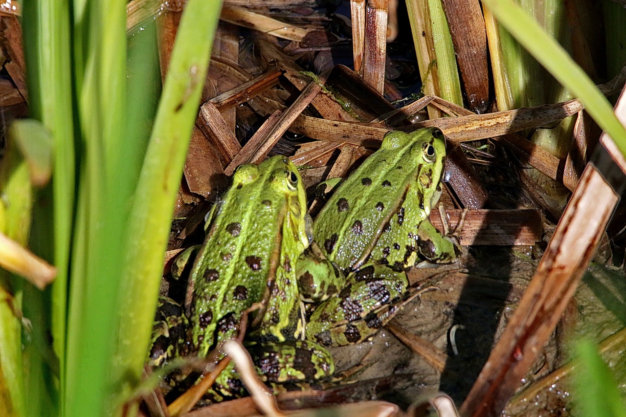 frogs  toads  amphibians free photo