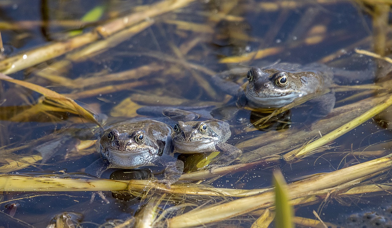 frogs  amphibian  animal free photo