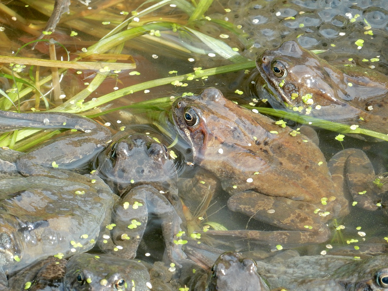frogs  spawn  frog free photo