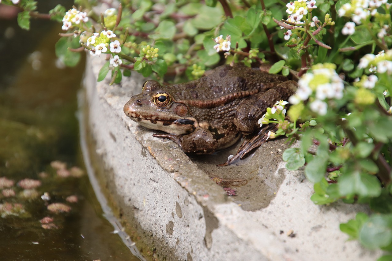 frogs  amphibians  white flowers free photo