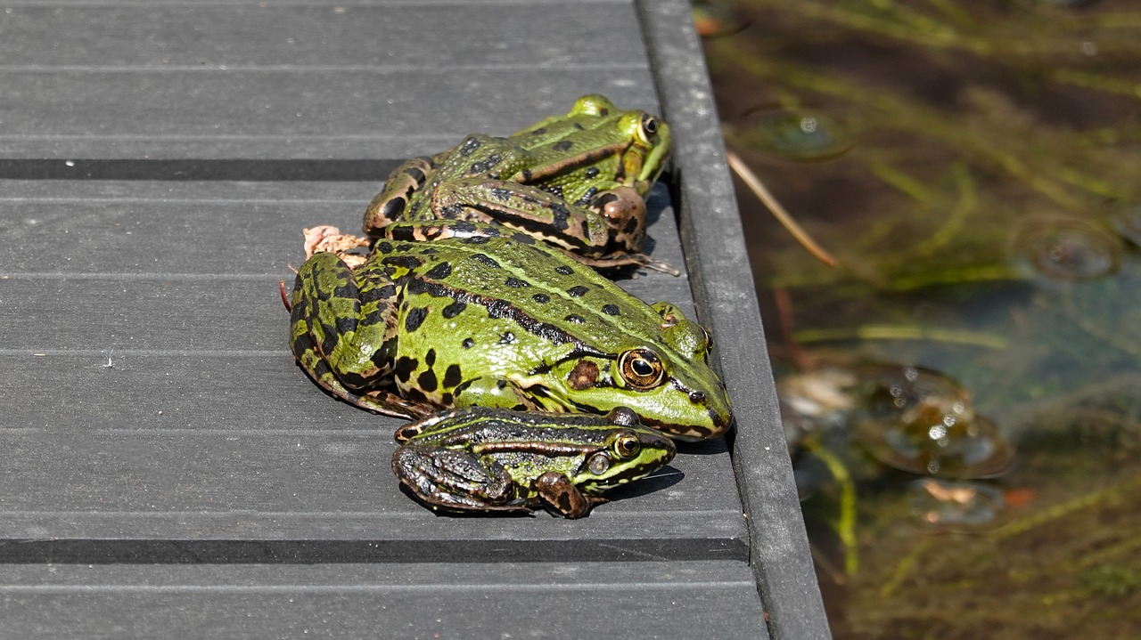 frogs  amphibians  green free photo