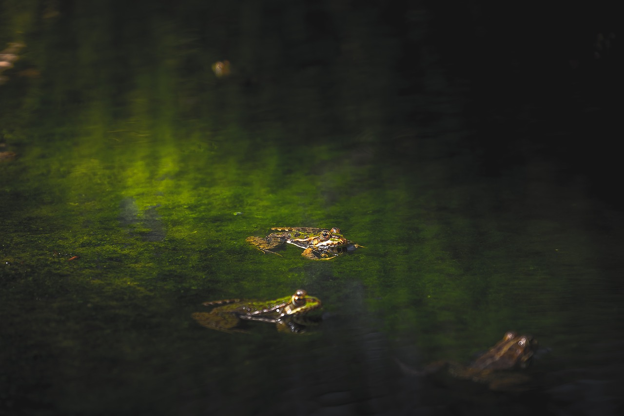 frogs  reptiles  moss free photo