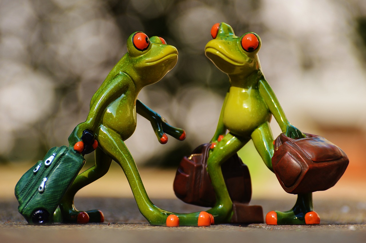 frogs funny travel free photo