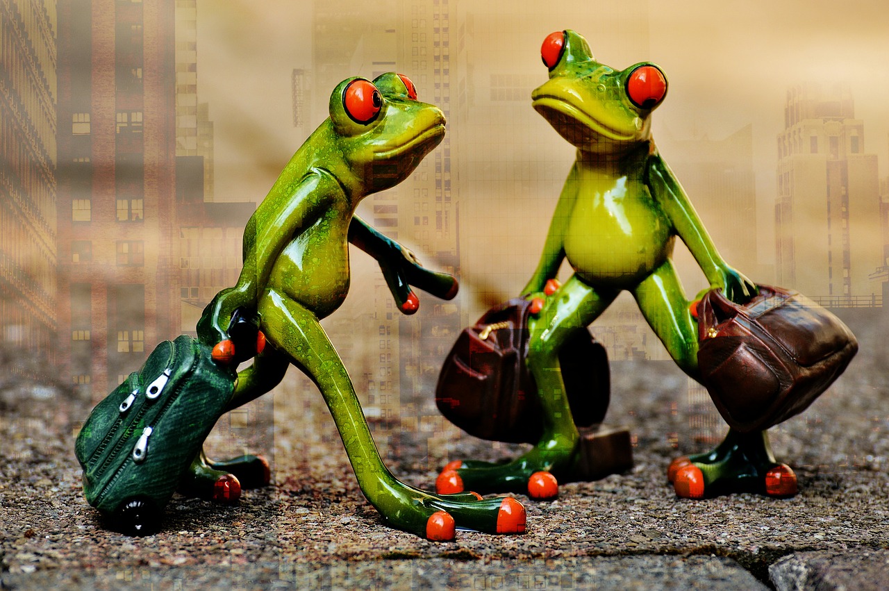 frogs funny travel free photo