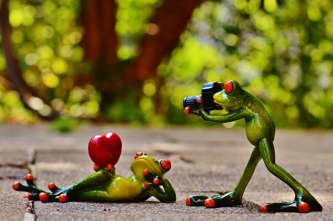 frogs love valentine's day free photo