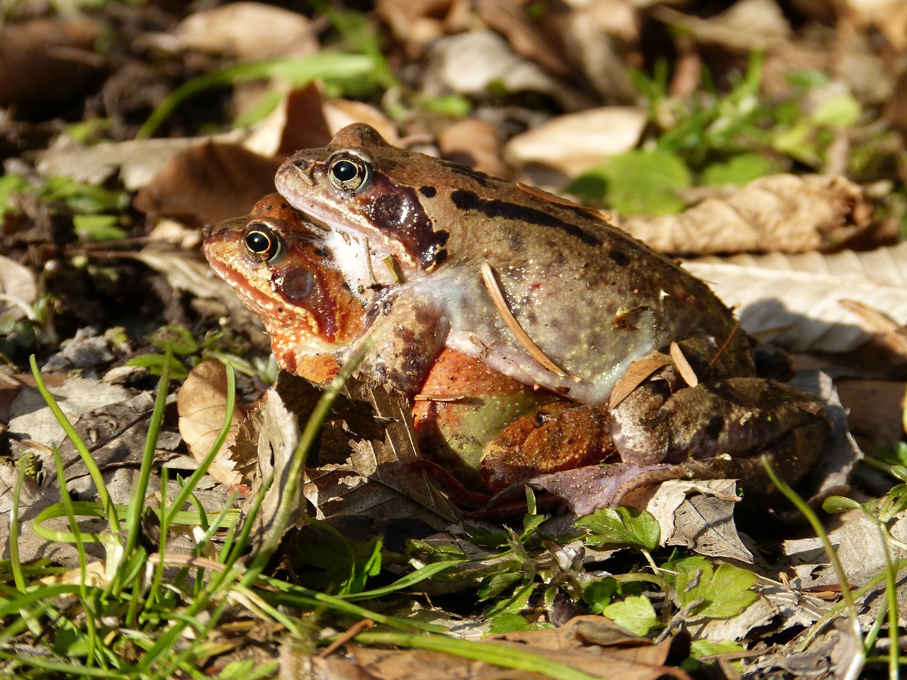 frogs amphibian water free photo