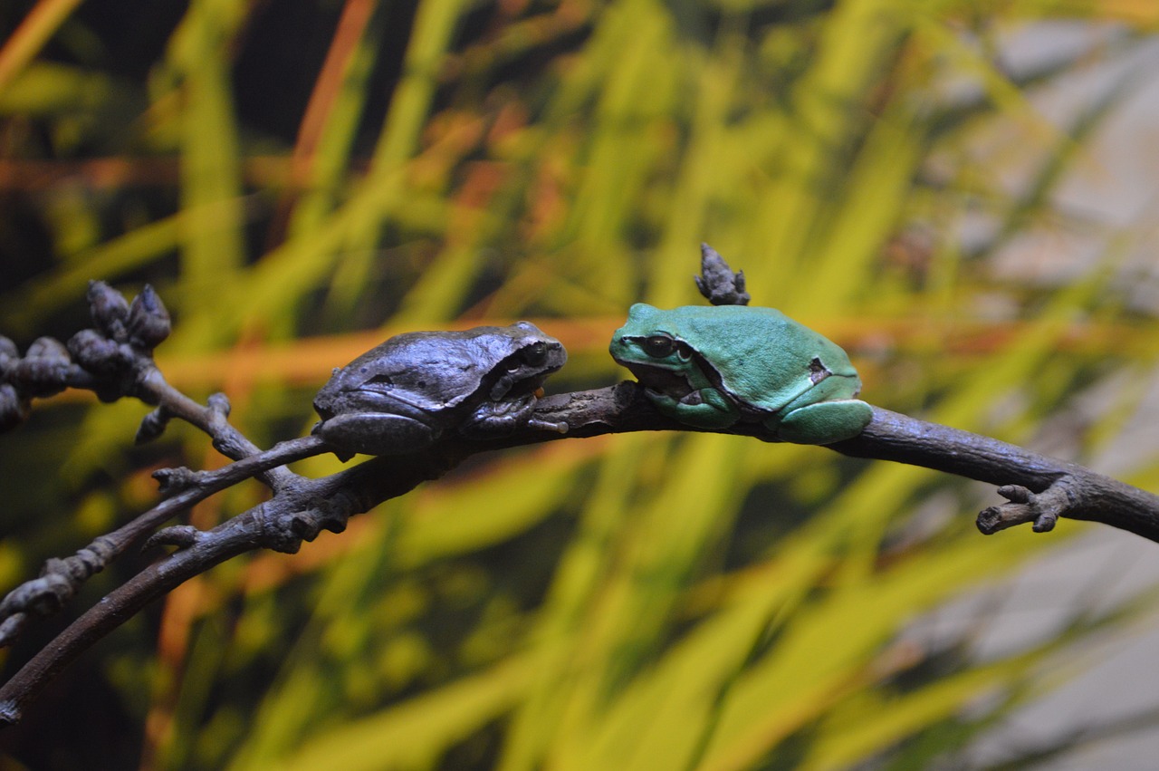 frogs dating oceanarium europe free photo