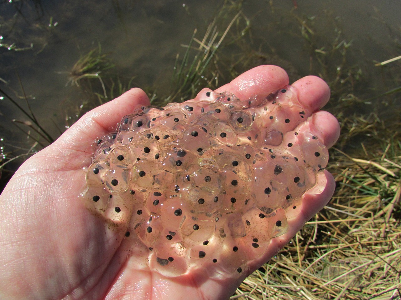 frogspawn frog amphibian free photo