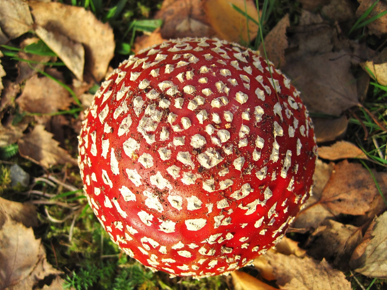 from above fly agaric lucky guy free photo