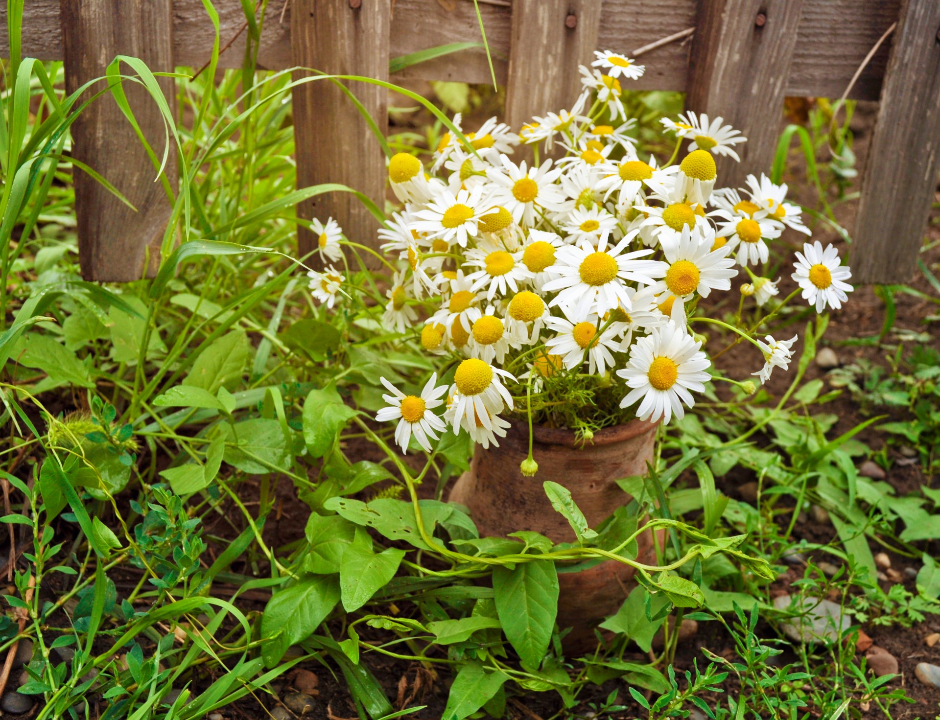 daisy flower flowers free photo