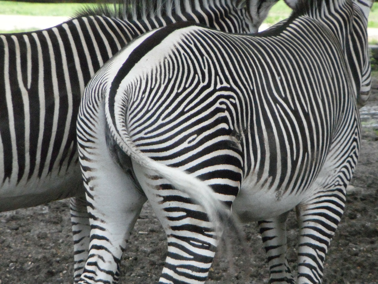 from the rear rump zebras free photo