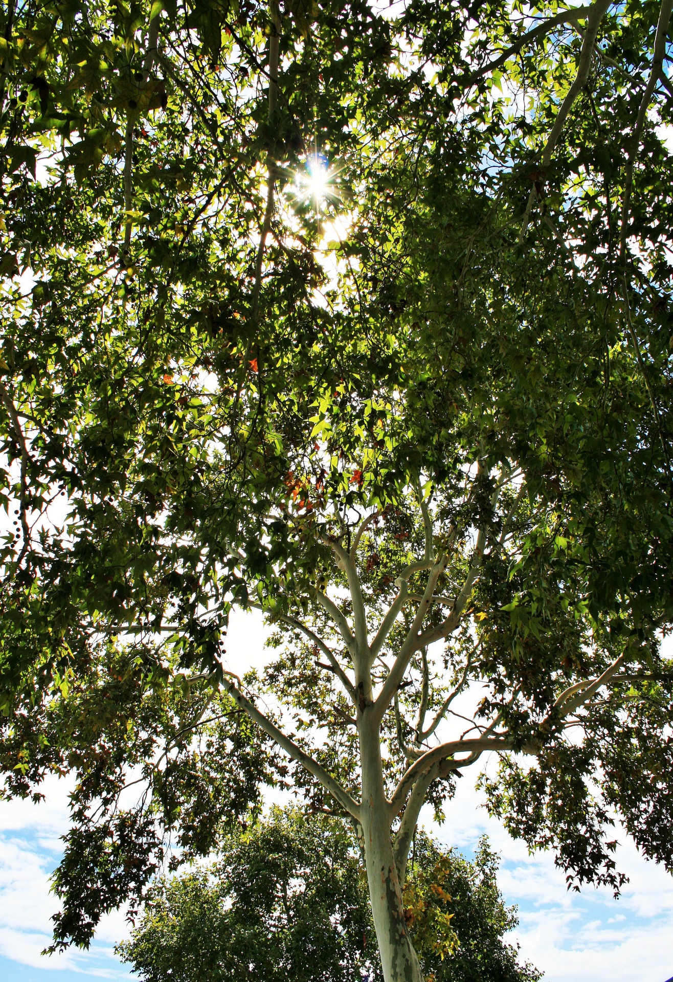 tree tall high free photo