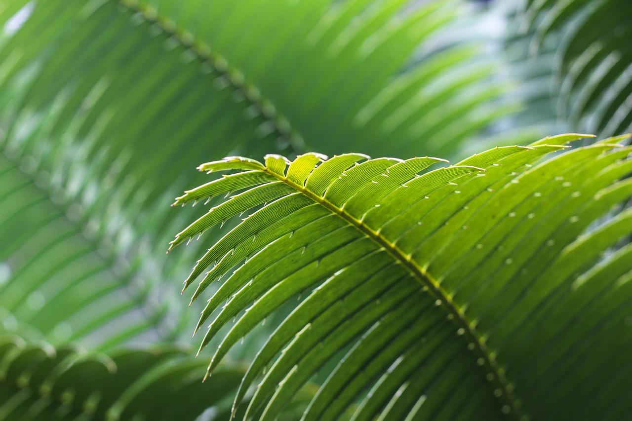 frond green leaves free photo