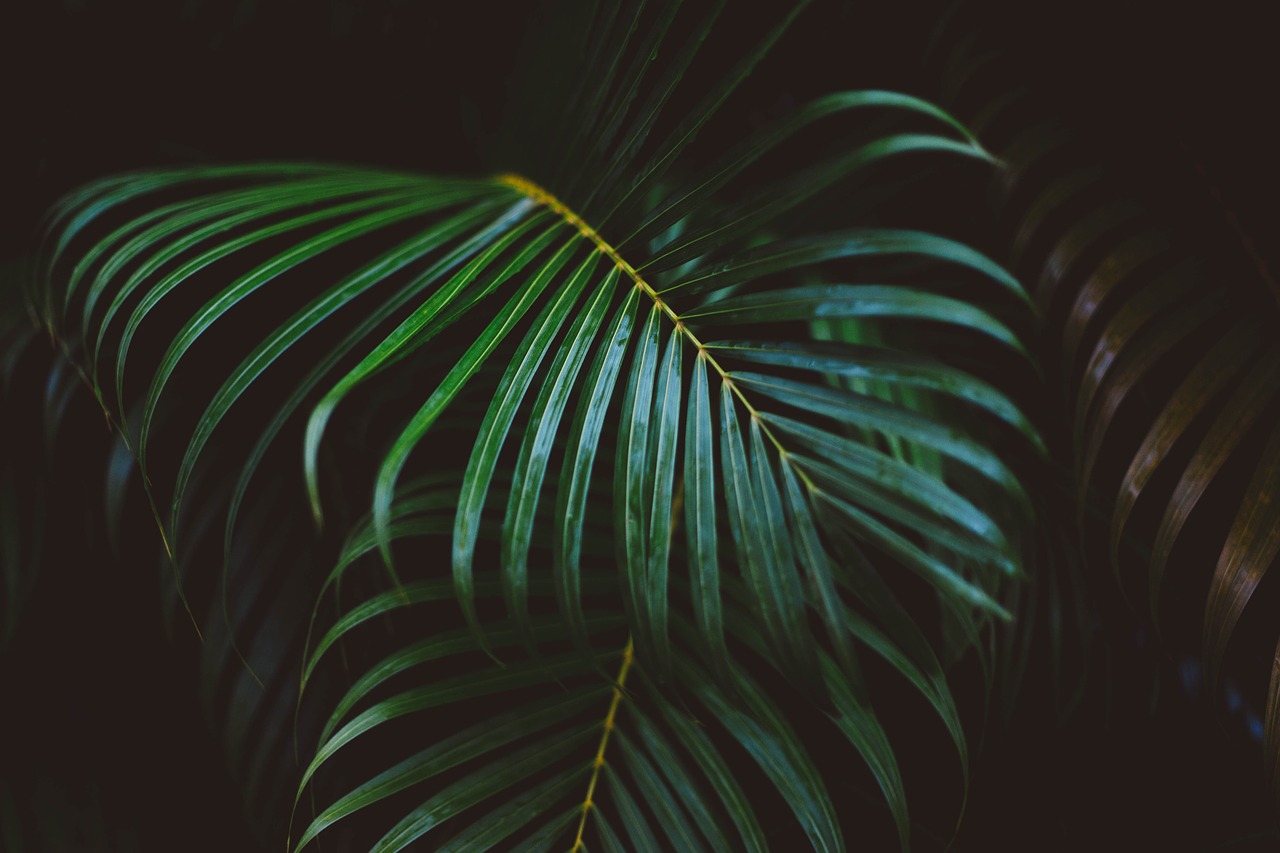 frond green leaves free photo