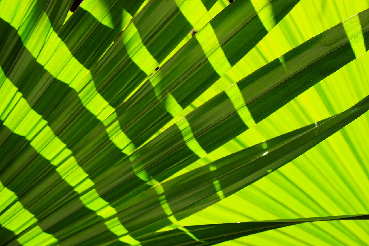 frond leaves tropical free photo
