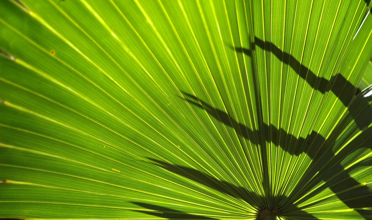 frond  fern  plant free photo