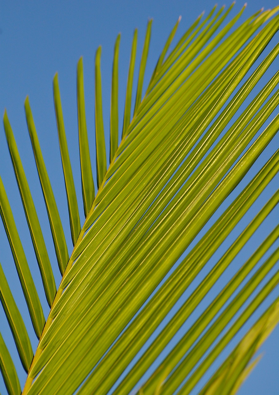 frond palm leaf free photo