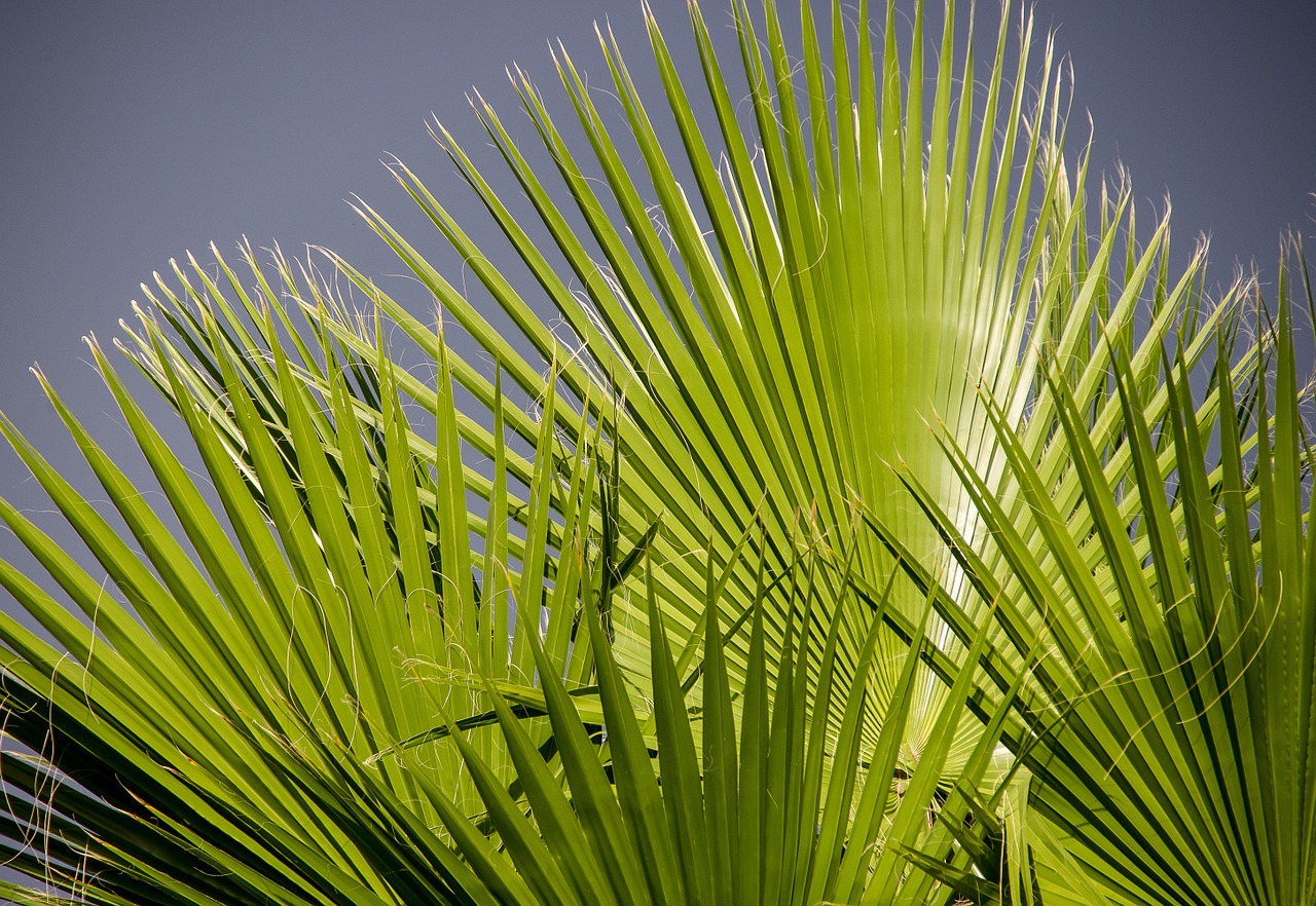 fronds palm leaf free photo