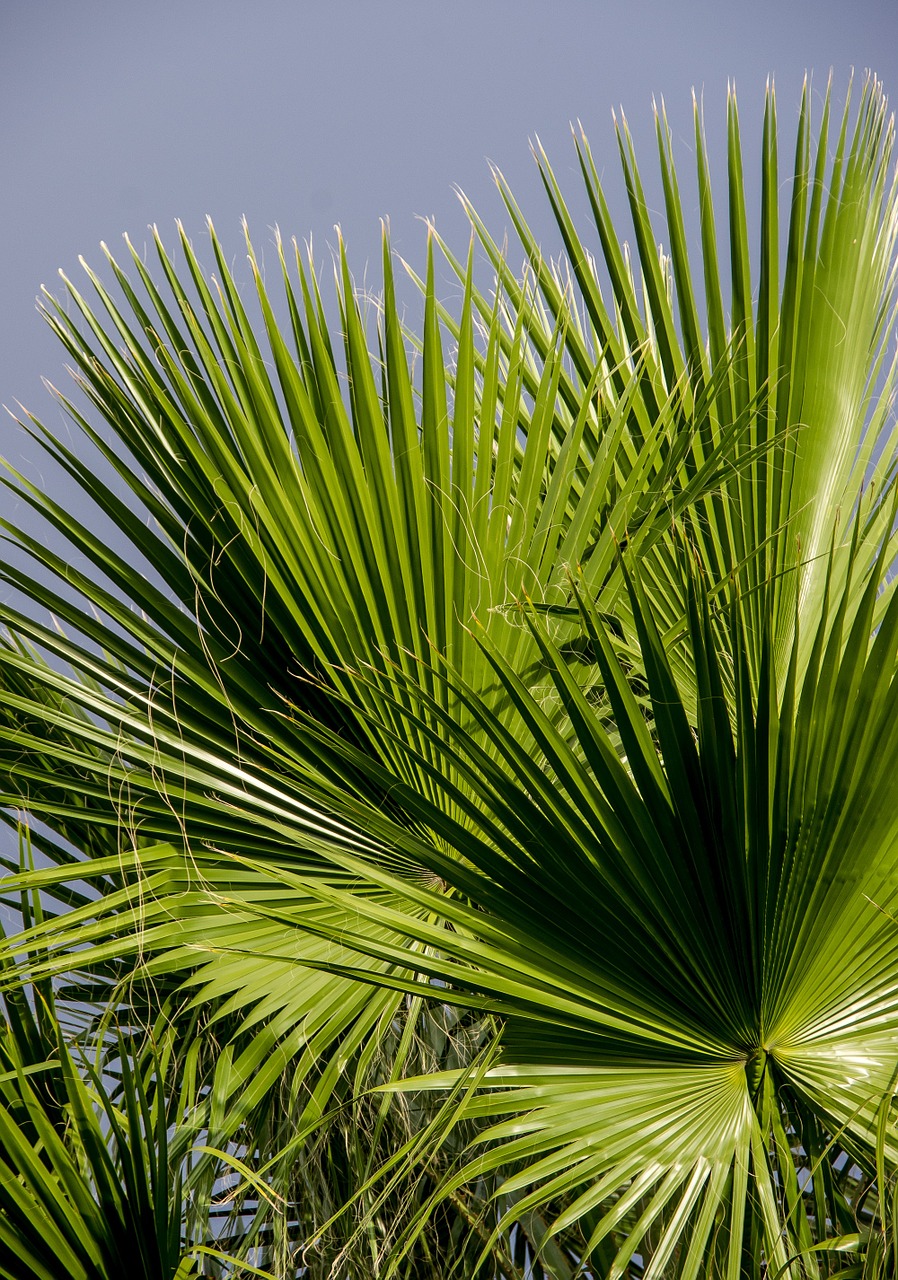 fronds palm leaf free photo