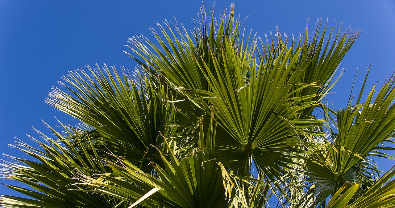 fronds palm leaf free photo