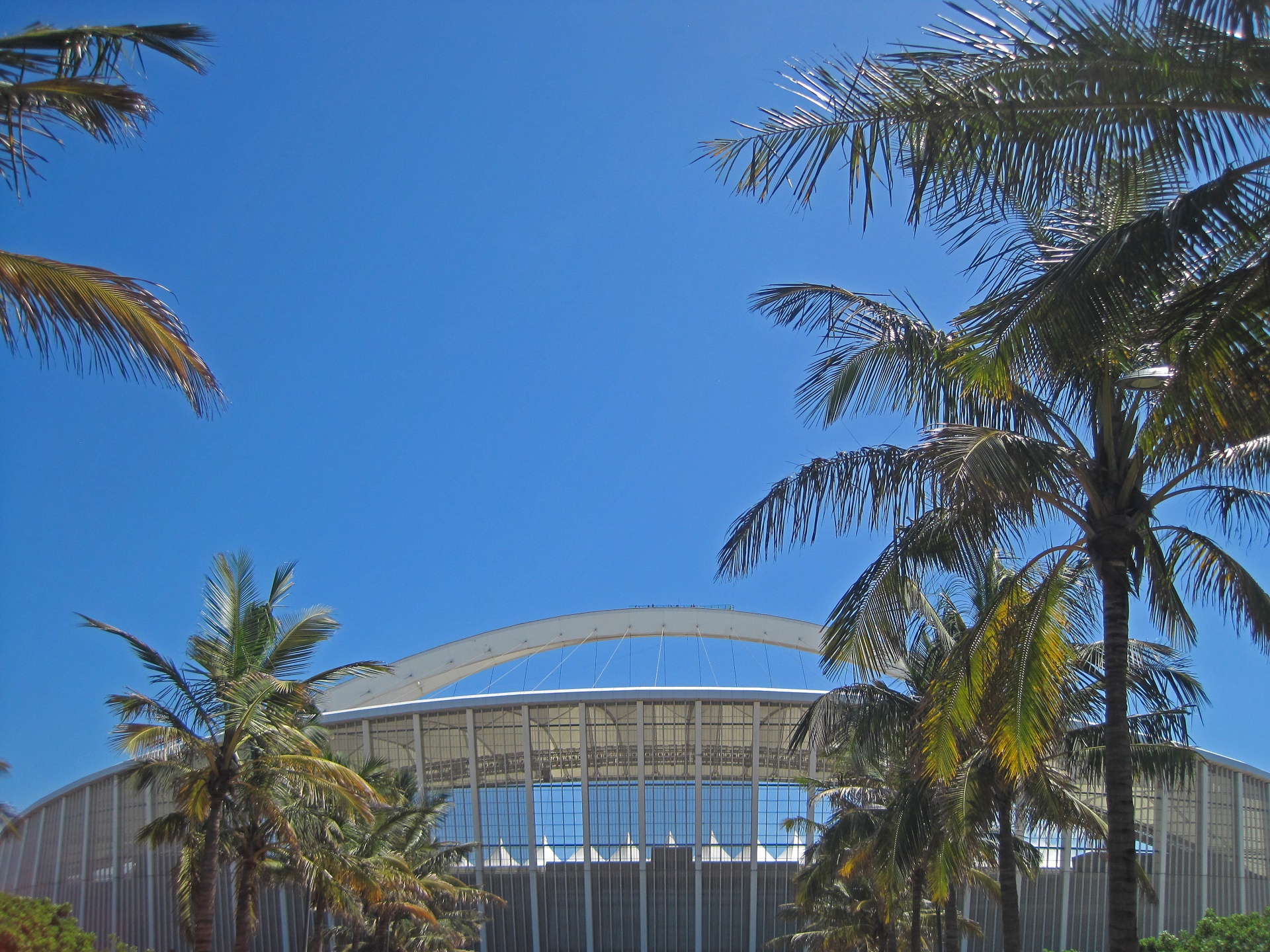 trees palm trees stadium free photo