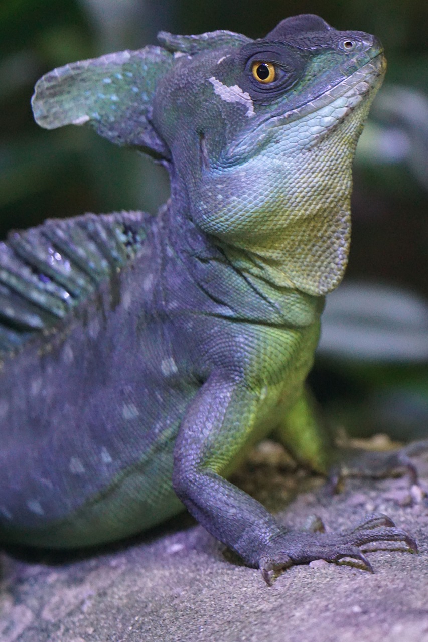frontal lobe basilisk iguana schuppenkriechtier free photo