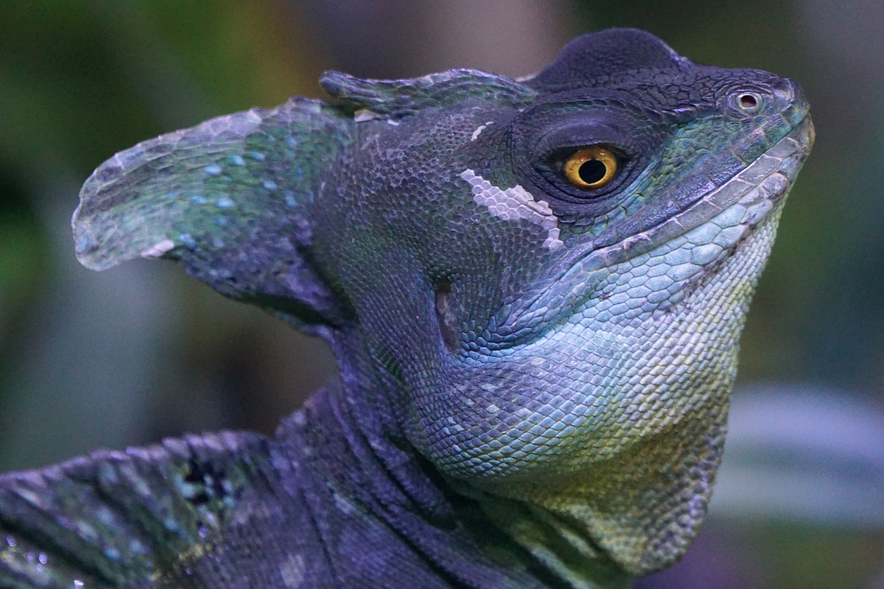 frontal lobe basilisk iguana schuppenkriechtier free photo