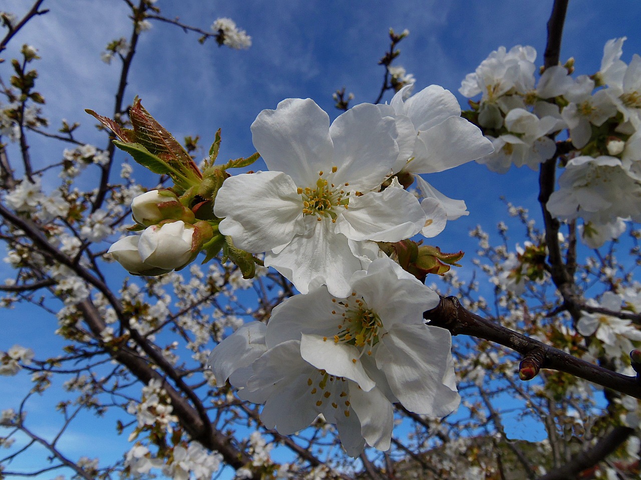 fror cherry cherry blossom free photo