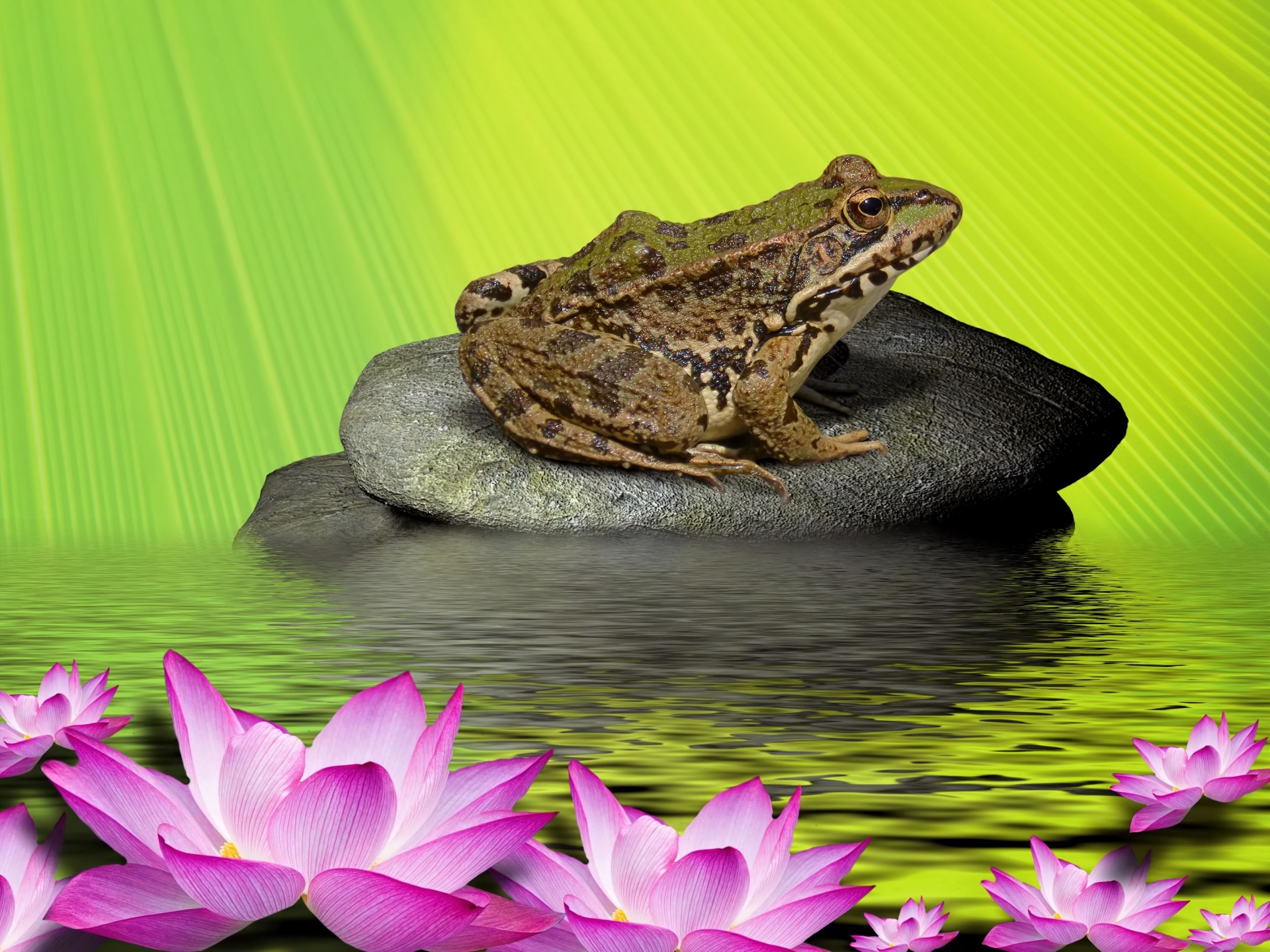 frog water water lily free photo