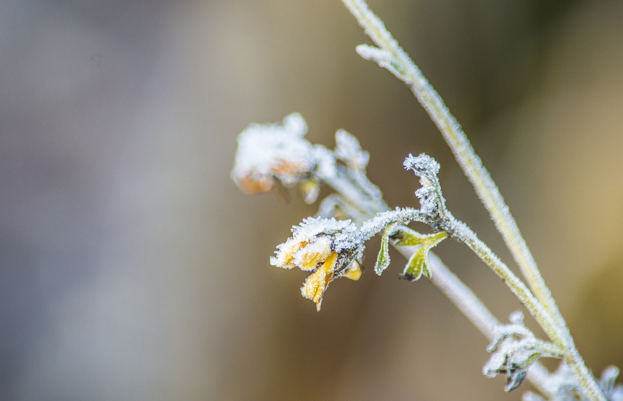 frost flower yellow free photo