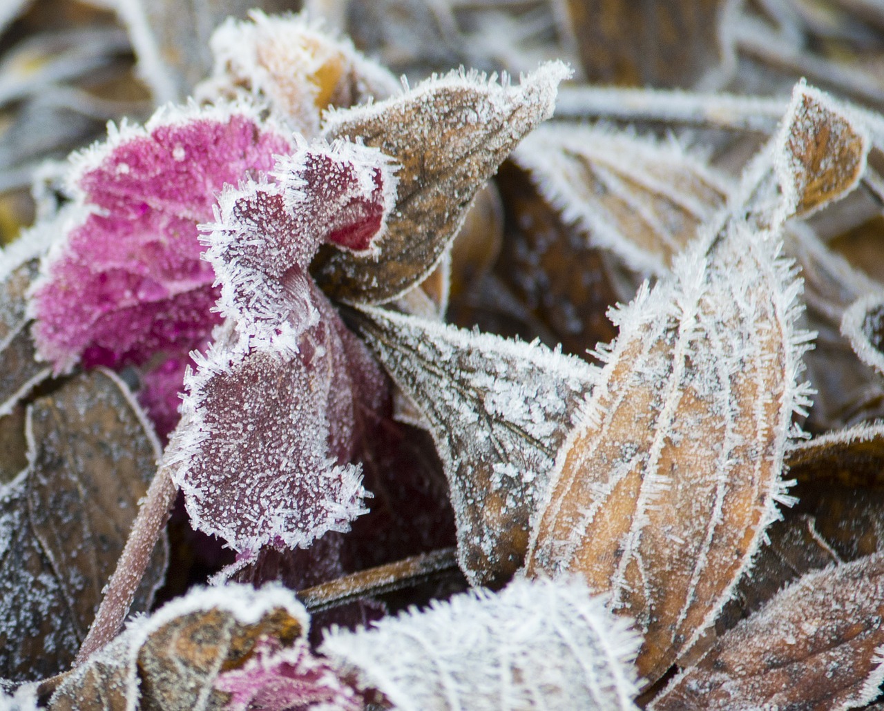 frost leaf brown free photo