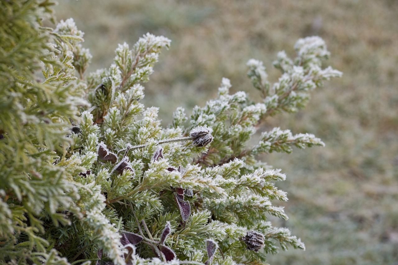 frost juniper conifer free photo