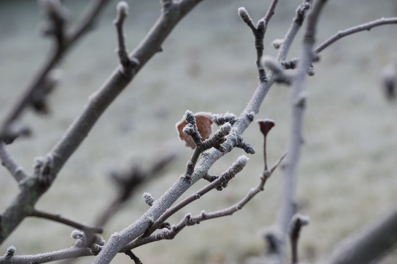 frost tree buds free photo