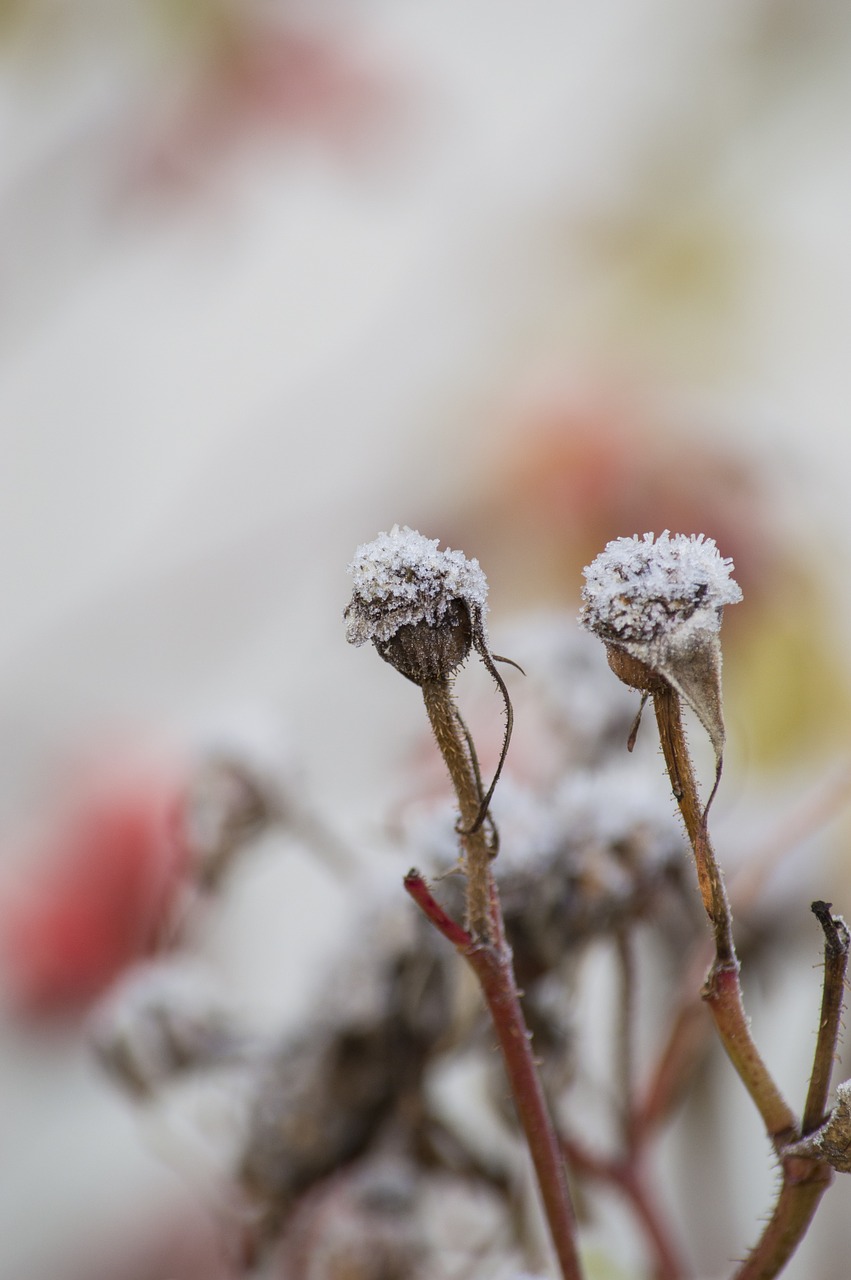 frost flower death free photo