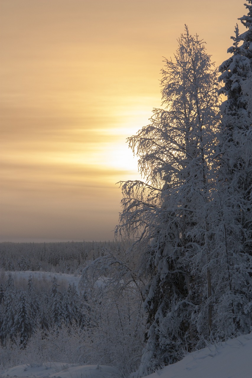 frost winter orange free photo