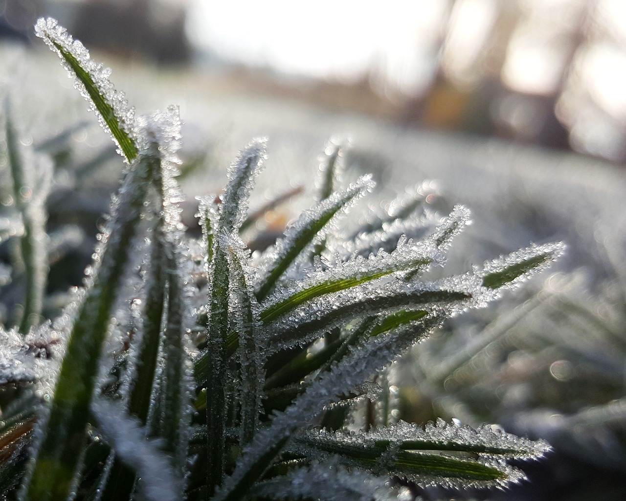 frost grass macro free photo