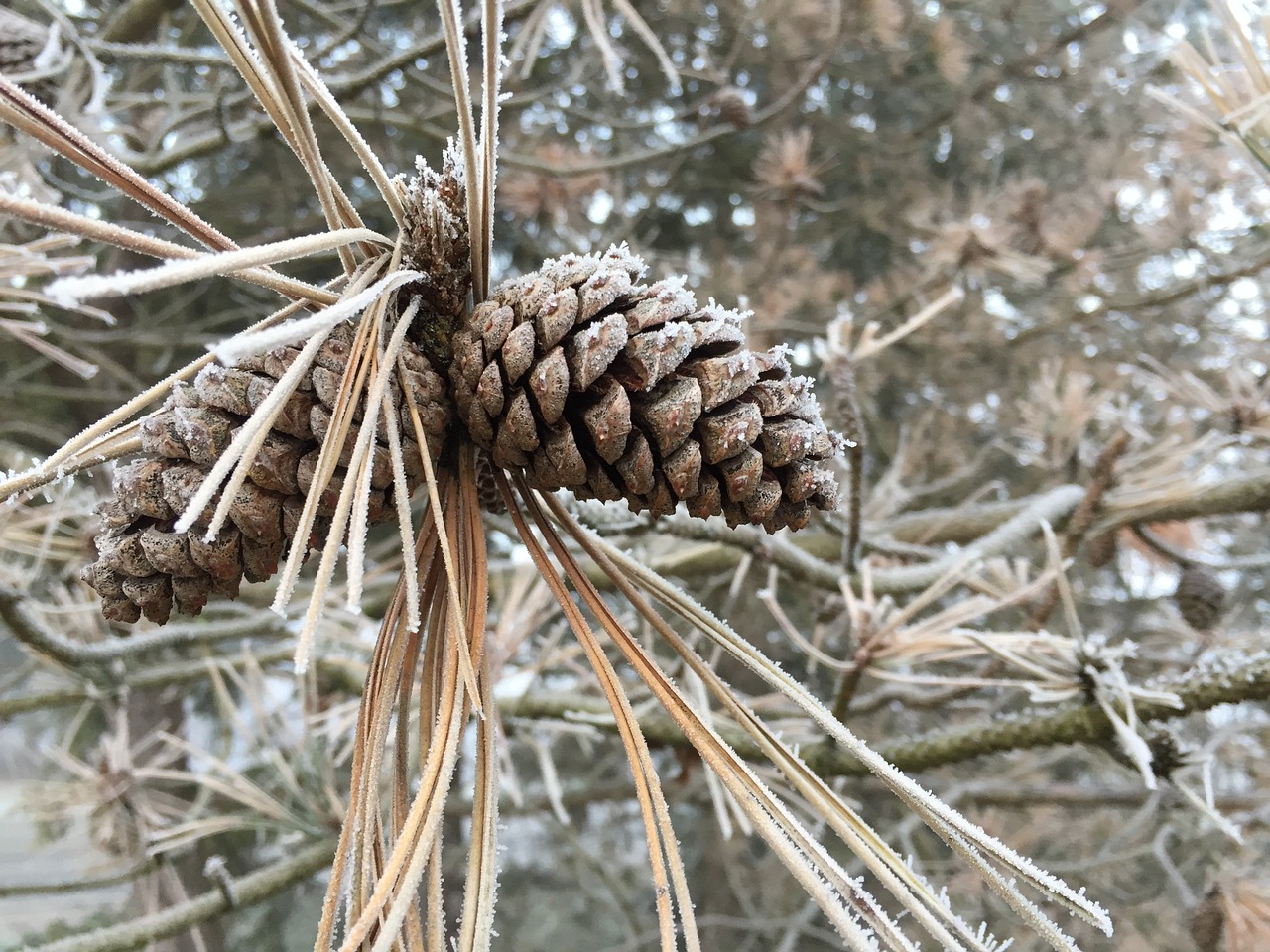frost pine pine cone free photo