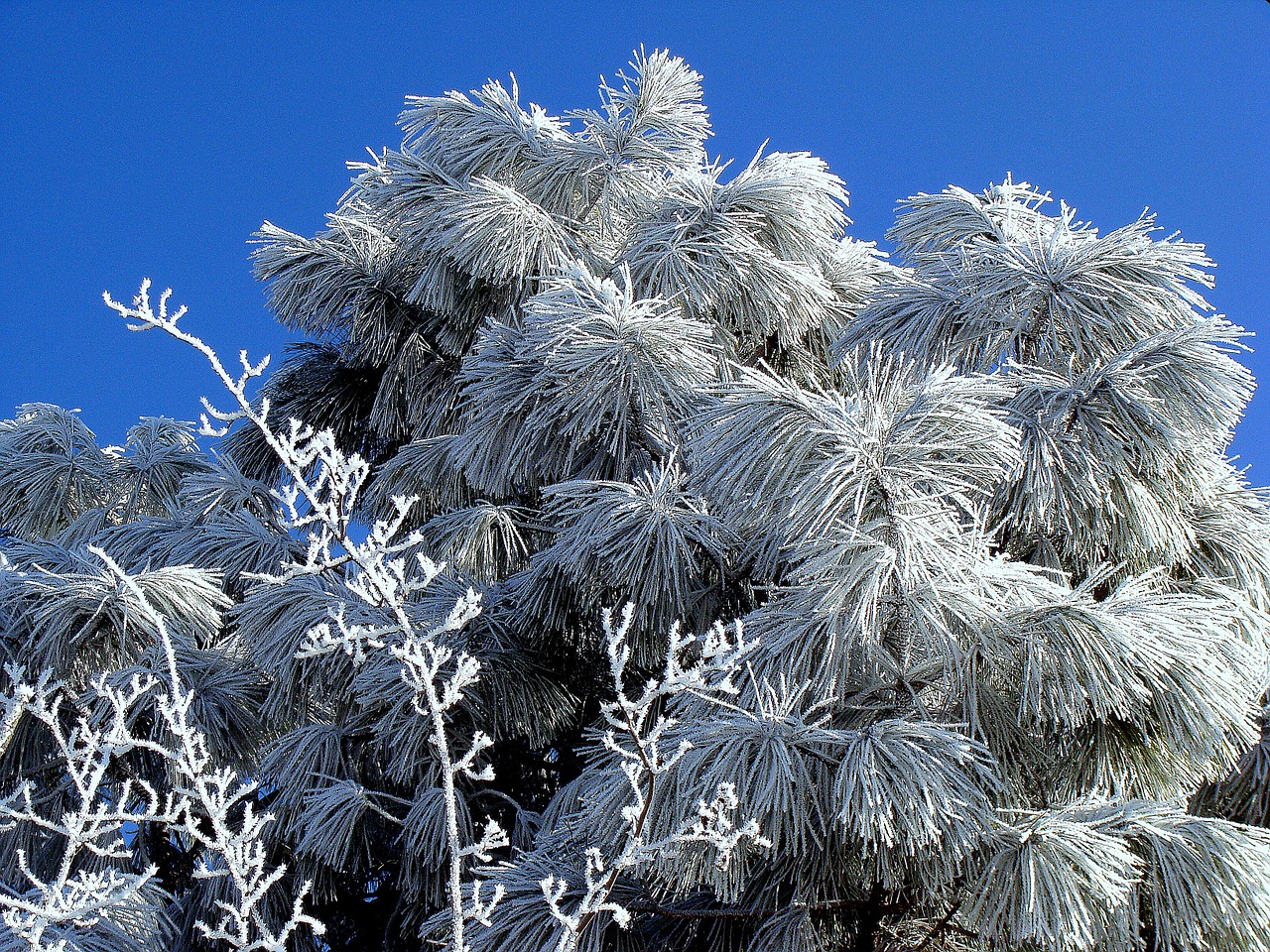 frost ice christmas free photo